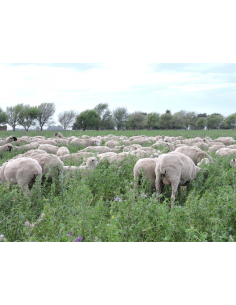 Fotografía del Lote de 50 ovejas Texel