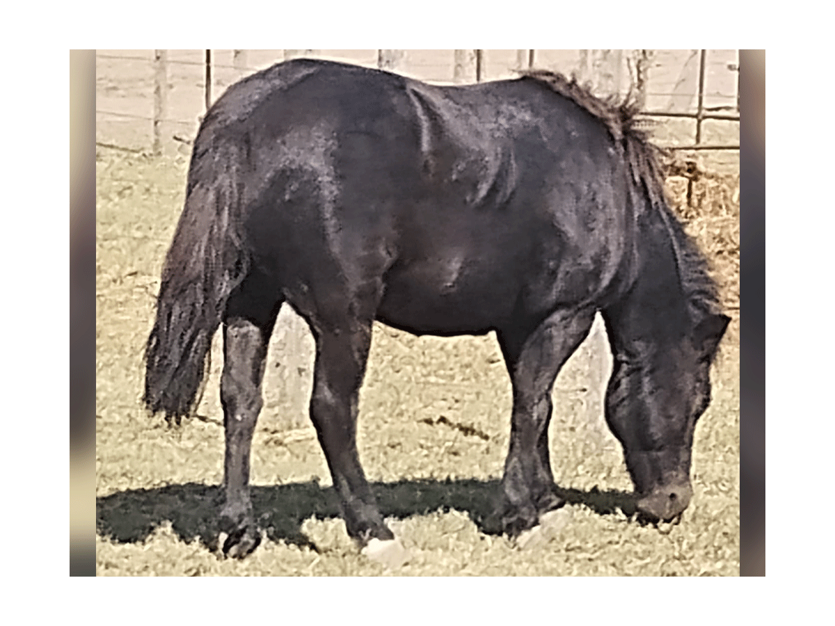 Yegua Pony Oscura