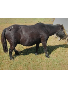 Yegua Pony Oscura preñada
