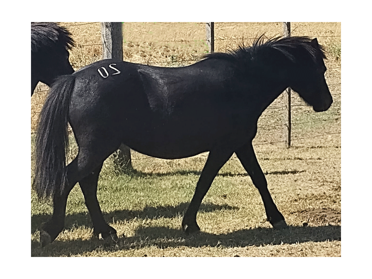 Yegua Pony Oscura con estrella preñada