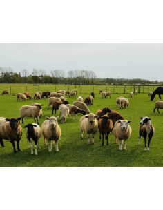 Lote de 130 ovejas con servicio