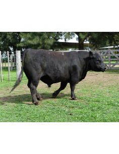 Toro Angus Rp C463