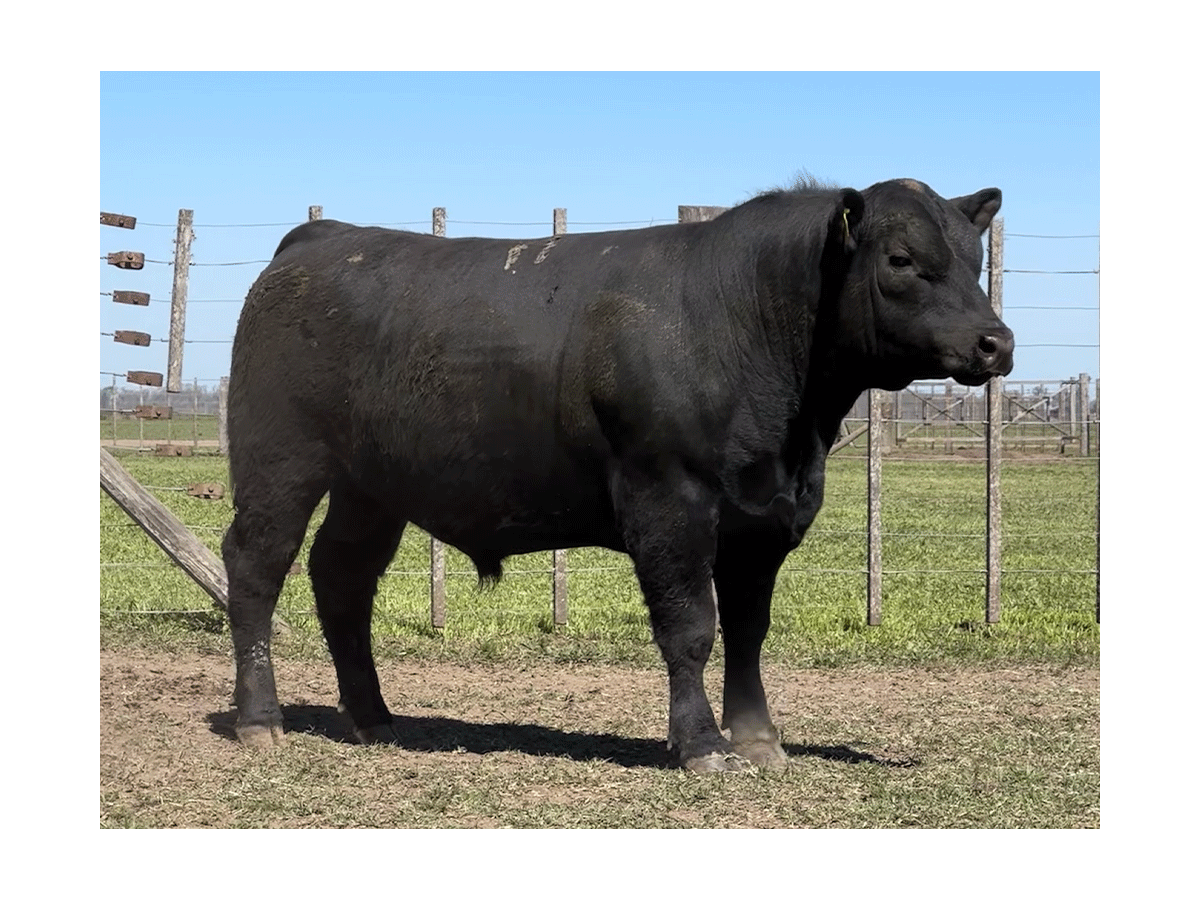 Toro Angus Rp C459