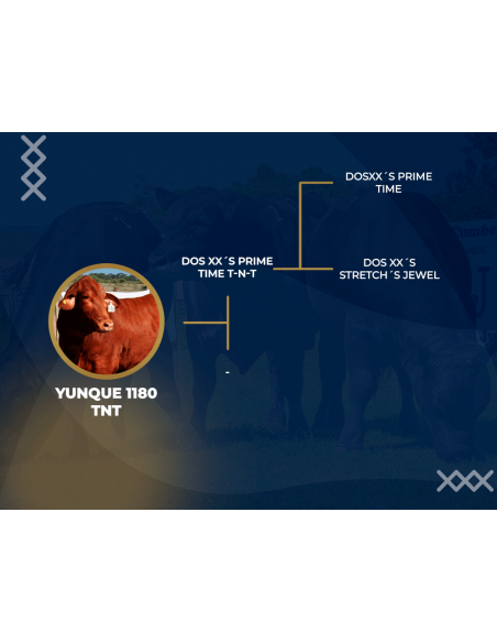Genealogia de Yunque 1180 TNT