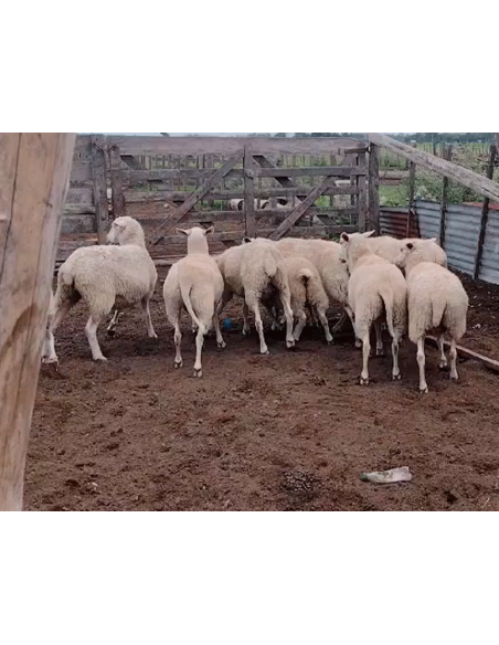 Lote de 60 ovejas triple cruza cárnica