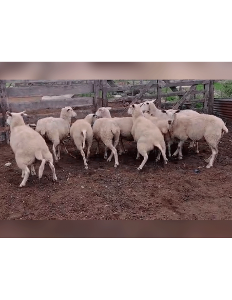 Lote de 60 ovejas triple cruza cárnica