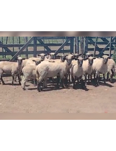 Lote de 25 ovejas Hampshire cara negra