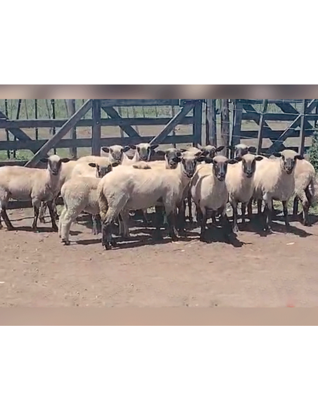 Lote de 25 ovejas Hampshire cara negra