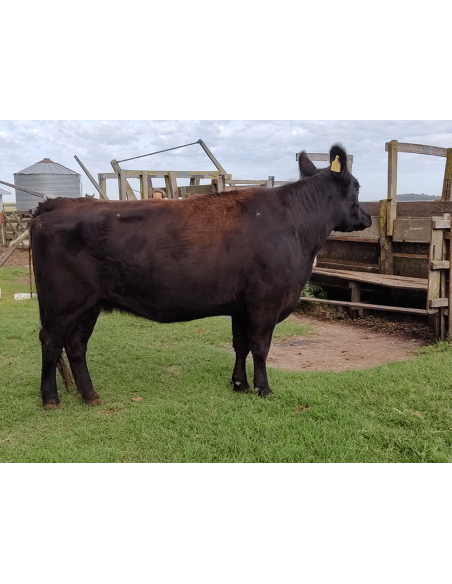 Vaca Angus Rp 514