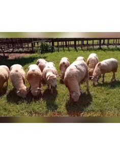 Lote de ovejas Texel y Hampshire Down