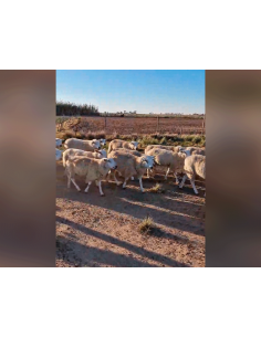 Lote de 140 ovejas Texel