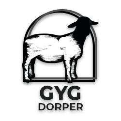 GyG Dorper
