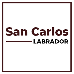 San Carlos Labrador