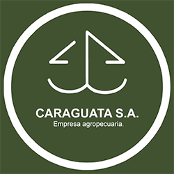 Caraguatá